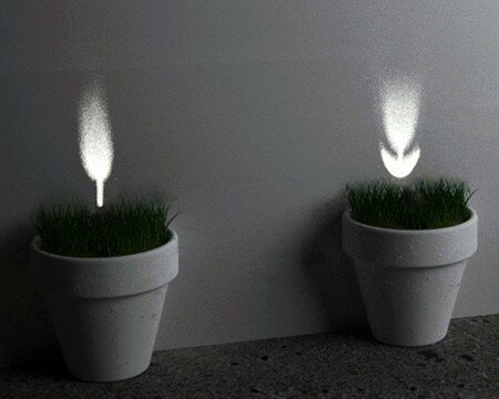 Plants of Light
