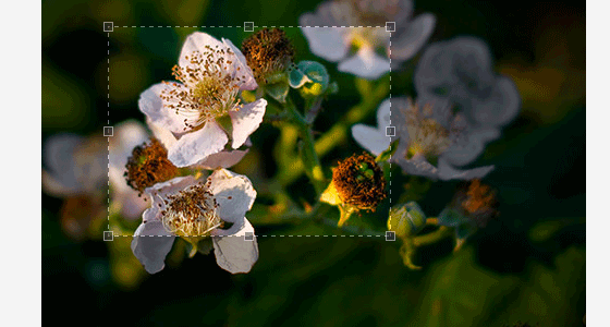 jcrop_js